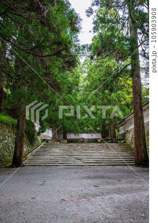 飫肥城跡の苔と杉の風景 飫肥城跡の苔と杉の風景 105903908