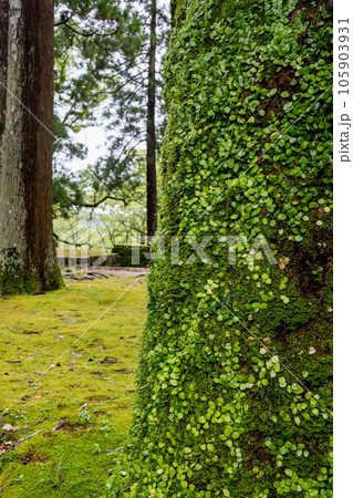 飫肥城跡の苔と杉の風景 105903931