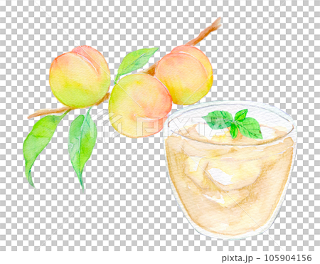 水彩イラスト　梅ジュース　梅の実 105904156
