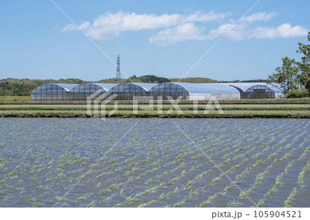 水田とビニールハウス　ハウス栽培　温室栽培　イメージ素材　農業 105904521