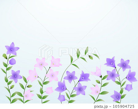 咲き乱れる桔梗・紫・ピンク 105904725