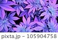 Marijuana plants growing in cyberpunk colors 105904758