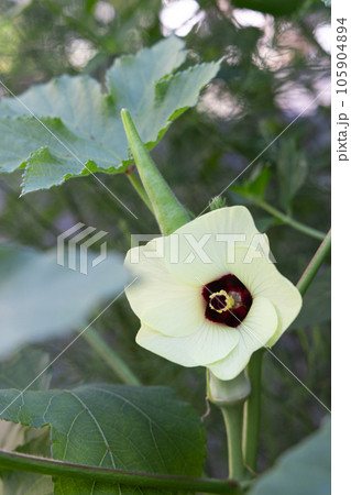 丸さやオクラとその花 丸さやオクラとその花 105904894