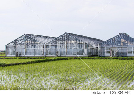 稲作と温室ハウス　ハウス栽培　温室栽培の風景　イメージ素材　農業 105904946