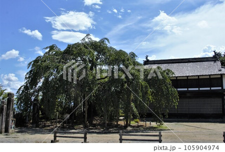 竹田人形館の近くの夏の麻績の里 舞台桜 竹田人形館の近くの夏の麻績の里 舞台桜 105904974