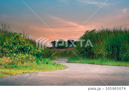 夕焼けに染まる田舎の道 夕焼けに染まる田舎の道 105905074