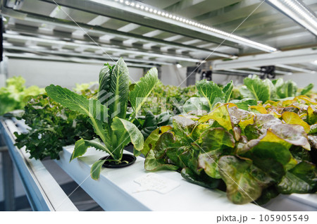 Hydroponic agricultural system, organic hydroponic vegetable garden at greenhouse. Hydroponic agricultural system, organic hydroponic vegetable garden at greenhouse. 105905549