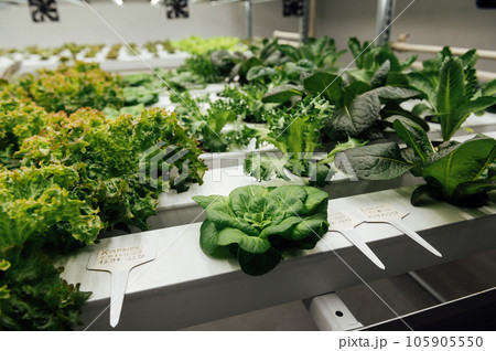 Hydroponic agricultural system, organic hydroponic vegetable garden at greenhouse. Hydroponic agricultural system, organic hydroponic vegetable garden at greenhouse. 105905550