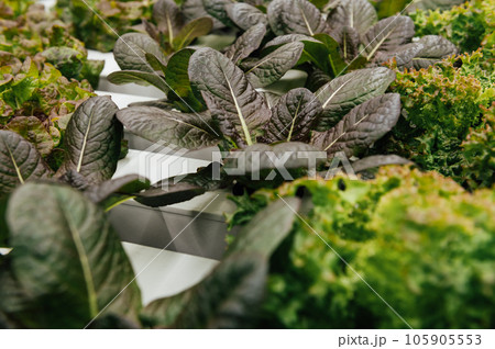 Hydroponic agricultural system, organic hydroponic vegetable garden at greenhouse. 105905553