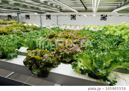 Hydroponic agricultural system, organic hydroponic vegetable garden at greenhouse. Hydroponic agricultural system, organic hydroponic vegetable garden at greenhouse. 105905558