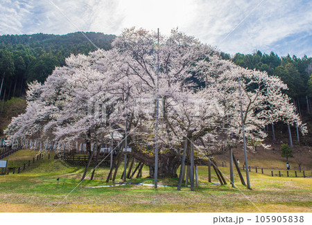 満開の根尾谷淡墨桜 105905838