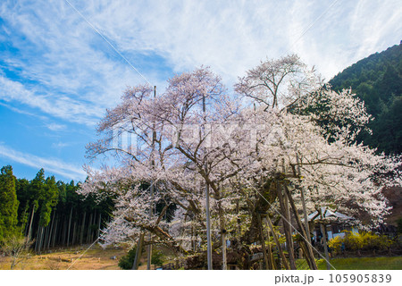 満開の根尾谷淡墨桜 満開の根尾谷淡墨桜 105905839