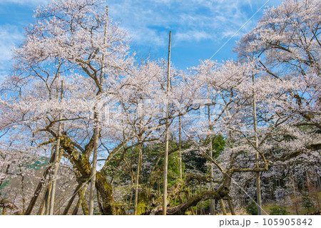 満開の根尾谷淡墨桜 105905842