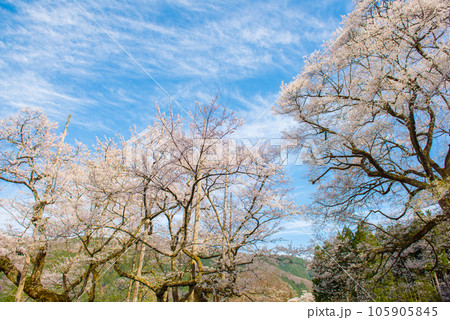 満開の根尾谷淡墨桜 105905845