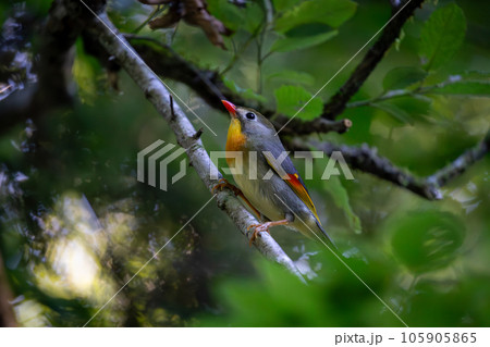 ソウシチョウ　富士山周辺で撮影した相思鳥 105905865