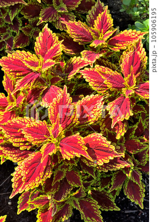 公園の花壇に植えられたコリウス 105906195