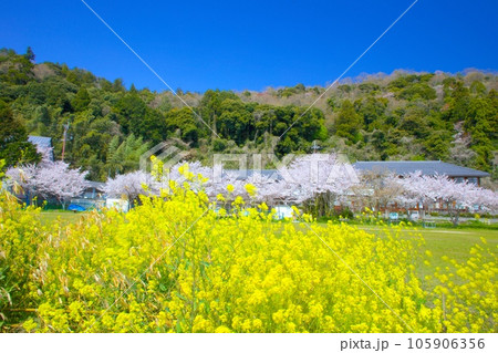 琵琶湖に浮かぶ離島「沖島」・桜と菜の花咲く「沖島小学校」/日本遺産 105906356