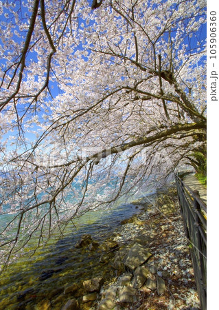 琵琶湖に浮かぶ離島「沖島」・桜のトンネル/日本遺産 琵琶湖に浮かぶ離島「沖島」・桜のトンネル/日本遺産 105906360