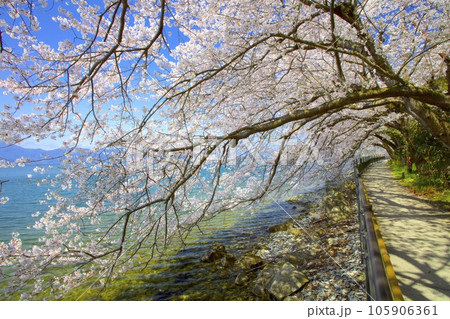 琵琶湖に浮かぶ離島「沖島」・桜のトンネル/日本遺産 琵琶湖に浮かぶ離島「沖島」・桜のトンネル/日本遺産 105906361