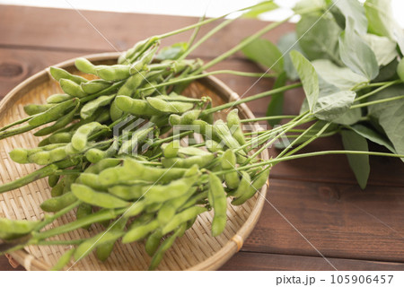 夏美味しい枝豆 105906457