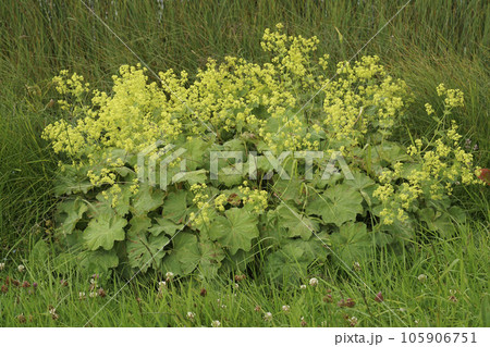 Closeup on an isolated scented homeopathic garden lady's-mantle plant ,Alchemilla mollis, in a meadow Closeup on an isolated scented homeopathic garden lady's-mantle plant ,Alchemilla mollis, in a meadow 105906751