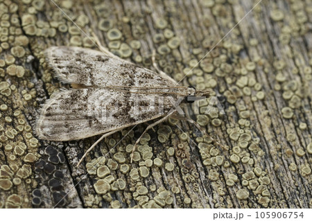 Closeup on the pale colored carambid moth, Little grey, Eudonia lacustrata, sitting on wood 105906754