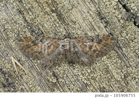 Closeup on a camouflaged Tawny Speckled Pug , Eupithecia icterata sitting with spread wings on wood 105906755
