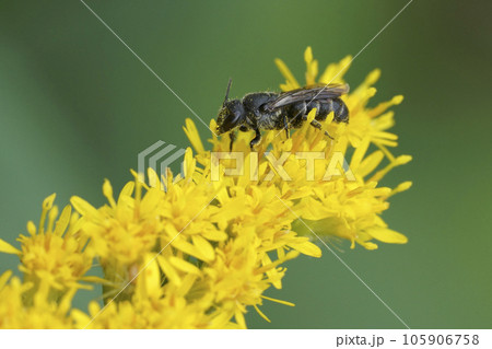 Closeup on a dark parasite cuckoo bere, Stelis breviuscula, on a yellow flower 105906758