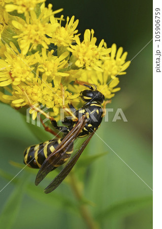 Closeup on a French paperwasp, Polistes dominula infected with a Xenos vesparum parasite 105906759