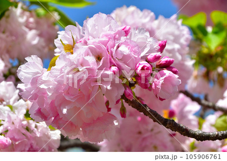 八重桜　紅手毬　大阪造幣局にて 105906761