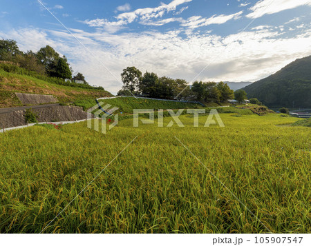 実りを付けた明日香村の稲渕棚田の風景 105907547