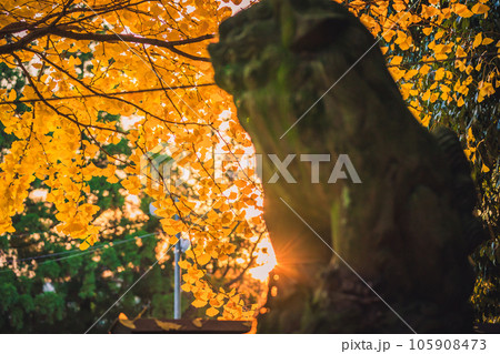 京都府八幡市高良神社で晩秋の黄色に色づいたイチョウを撮影 105908473