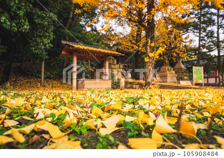京都府八幡市高良神社で晩秋の黄色に色づいたイチョウを撮影 京都府八幡市高良神社で晩秋の黄色に色づいたイチョウを撮影 105908484