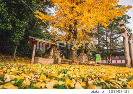 京都府八幡市高良神社で晩秋の黄色に色づいたイチョウを撮影 105908485