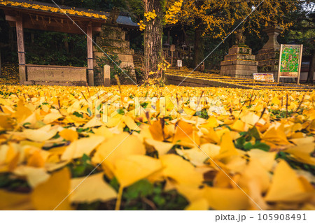 京都府八幡市高良神社で晩秋の黄色に色づいたイチョウを撮影 京都府八幡市高良神社で晩秋の黄色に色づいたイチョウを撮影 105908491