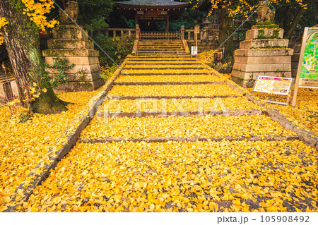 京都府八幡市高良神社で晩秋の黄色に色づいたイチョウを撮影 京都府八幡市高良神社で晩秋の黄色に色づいたイチョウを撮影 105908492