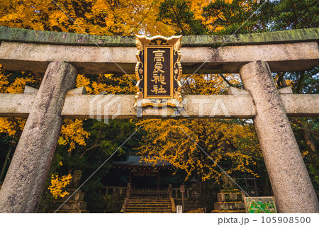 京都府八幡市高良神社で晩秋の黄色に色づいたイチョウを撮影 105908500
