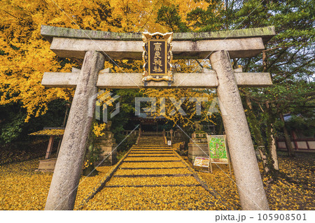 京都府八幡市高良神社で晩秋の黄色に色づいたイチョウを撮影 105908501