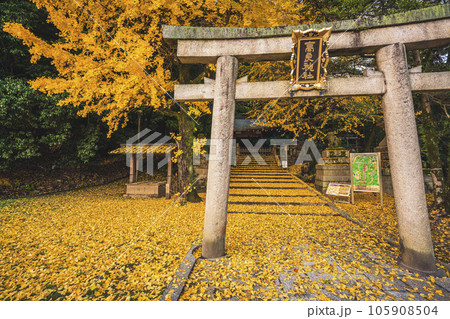 京都府八幡市高良神社で晩秋の黄色に色づいたイチョウを撮影 105908504