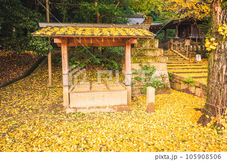 京都府八幡市高良神社で晩秋の黄色に色づいたイチョウを撮影 105908506