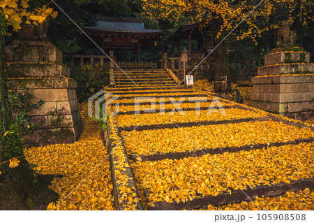 京都府八幡市高良神社で晩秋の黄色に色づいたイチョウを撮影 京都府八幡市高良神社で晩秋の黄色に色づいたイチョウを撮影 105908508