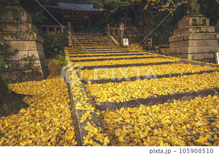 京都府八幡市高良神社で晩秋の黄色に色づいたイチョウを撮影 京都府八幡市高良神社で晩秋の黄色に色づいたイチョウを撮影 105908510