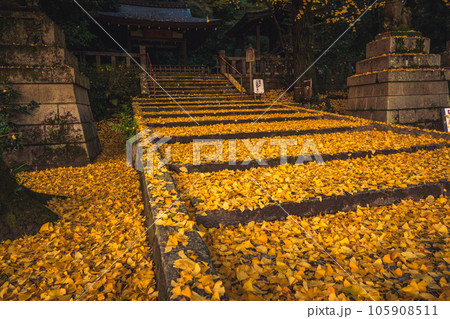 京都府八幡市高良神社で晩秋の黄色に色づいたイチョウを撮影 105908511