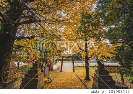 京都府八幡市高良神社で晩秋の黄色に色づいたイチョウを撮影 京都府八幡市高良神社で晩秋の黄色に色づいたイチョウを撮影 105908515