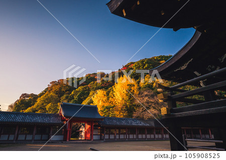 京都府八幡市高良神社で晩秋の黄色に色づいたイチョウを撮影 京都府八幡市高良神社で晩秋の黄色に色づいたイチョウを撮影 105908525