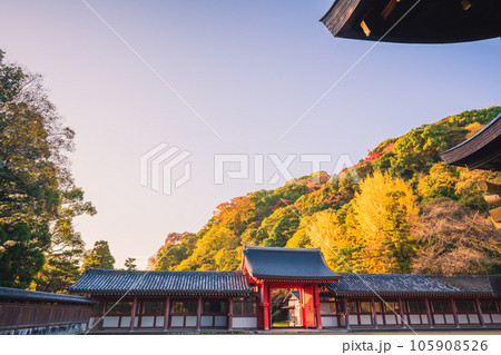 京都府八幡市高良神社で晩秋の黄色に色づいたイチョウを撮影 105908526
