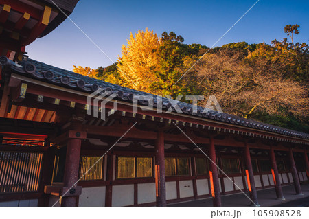 京都府八幡市高良神社で晩秋の黄色に色づいたイチョウを撮影 京都府八幡市高良神社で晩秋の黄色に色づいたイチョウを撮影 105908528