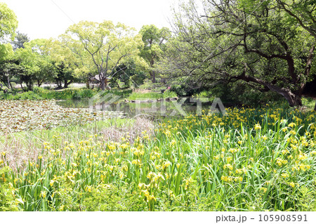 兵庫県立明石公園(兵庫県 明石市) 兵庫県立明石公園(兵庫県 明石市) 105908591