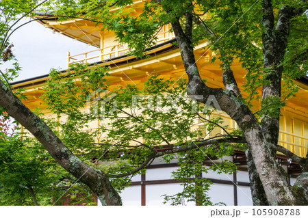 新緑の京都の風景 105908788