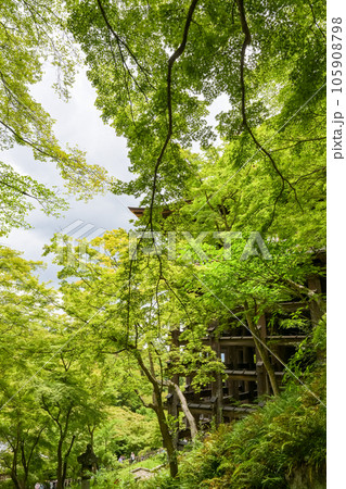 新緑の京都の風景 105908798